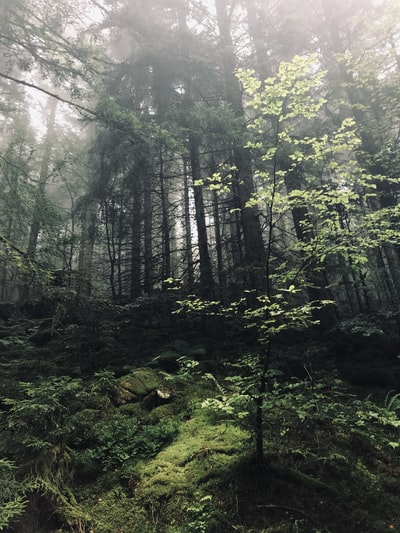 Tall trees

